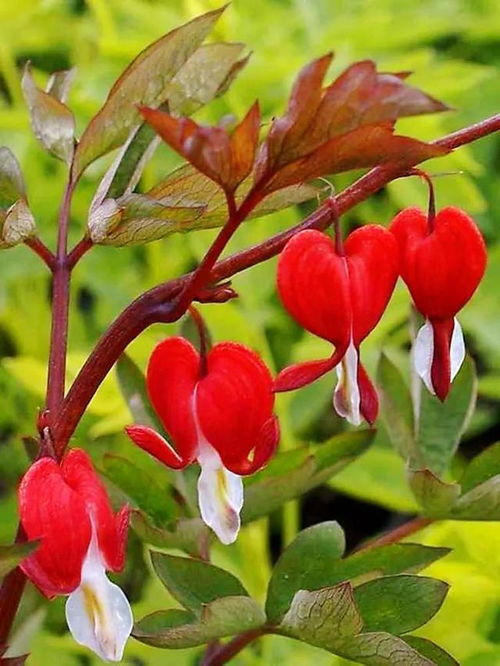 教师节送鸡冠花有何深层寓意，代表对教师崇高的敬意和祝福