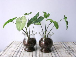 这些植物我者阝有