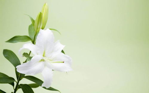 百合花的花语中，自律的力量如何帮助我们塑造更美好的生活
