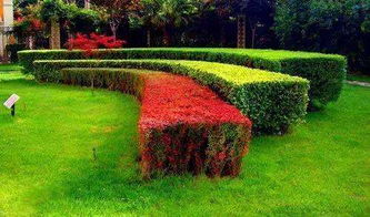 土壤翻耕， 绿篱茁壮成长的基础