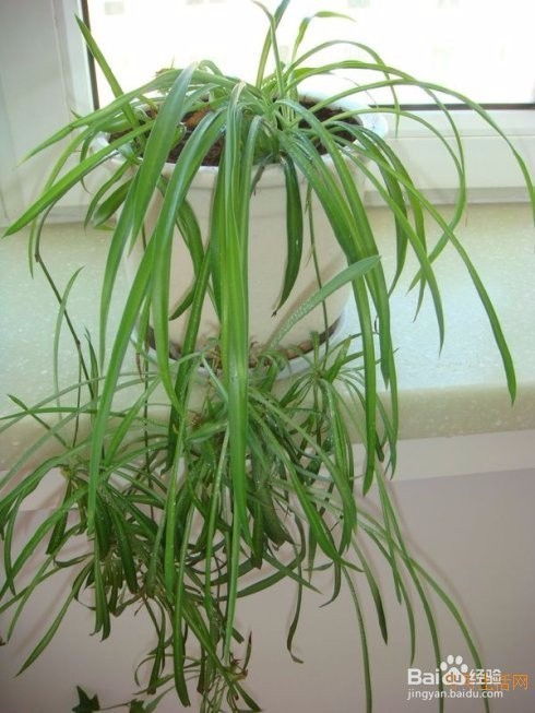 “天然除醛宝：盘点十大去甲醛植物”