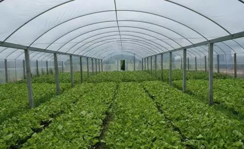 种植技巧：打造你的小温室