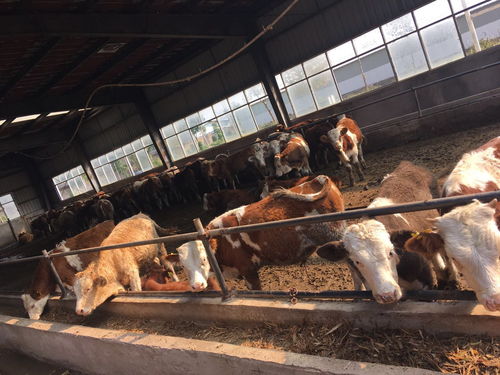 反刍动物饲料添加剂中主要包含哪些反刍饲料添加剂成分？