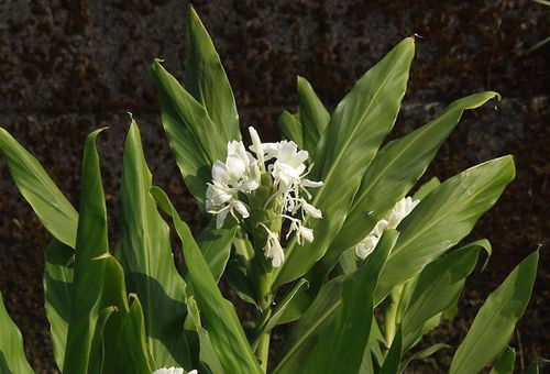 种子的前世今生