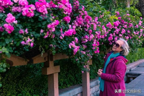 播种的喜悦：蔷薇花的起点