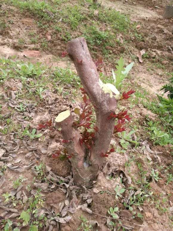 南京张女士的雀梅桩栽种7天就爆出嫩芽，却在20天后全bu枯萎。这种假活现象源于树桩储存的营养支撑。