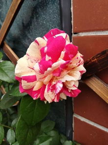 夏秋花少, 但香飘四溢