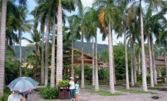 怎么分辨有毒植物？