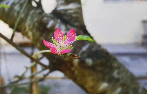 揭秘桃花绽放的秘密：春季开花的奥秘！