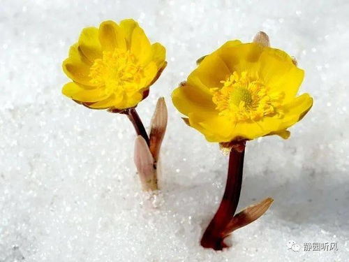冰凌花似雪花？与雪花共舞