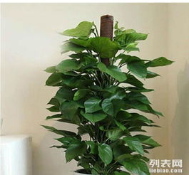 绿植种类， 繁多丰富