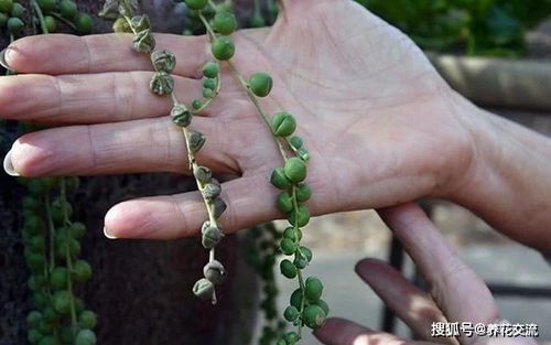 球兰叶子干枯了如何挽救
