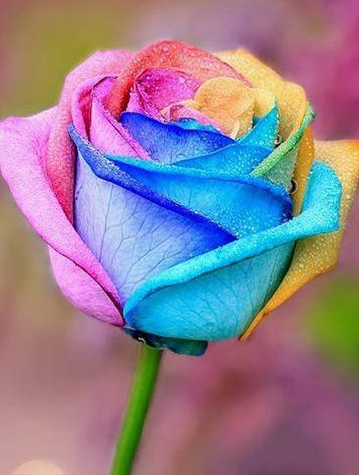 第五章：彩色玫瑰， 个性张扬