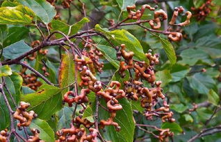 早采与晚采，哪个梗合适？