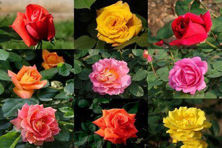 养护月季，有啥小技巧？