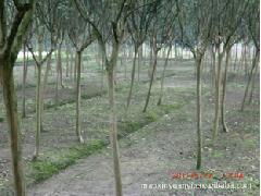 四川苗木种植大揭秘