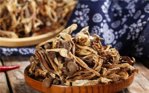 林间仙草的馈赠