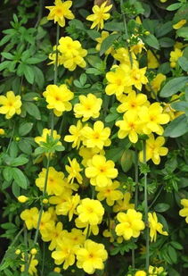 迎春花、梅花、玉兰花，春天里的三朵花