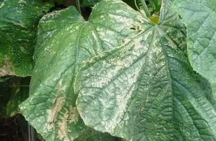 防治方法，记住了吗？