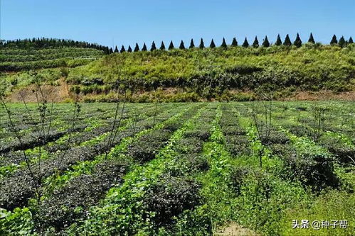 茶园绿肥作物肥田萝卜栽培与利用，探讨其种植方法与生态效益