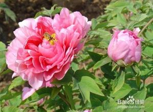 牡丹花谢后如何进行修剪与养护？