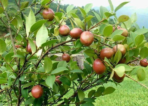 芒果的种植方法