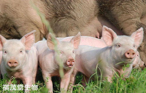 美国疫情严峻，暂停进口美种猪