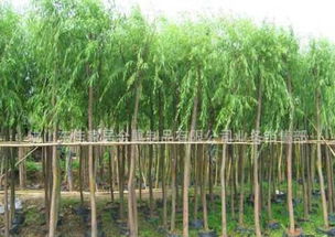 3. 摸树皮， 树皮光滑的就是活的