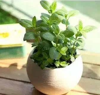 三、金银花：清热解毒，花茶原料