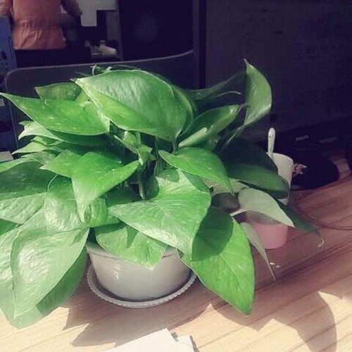 千屈菜：水质净化小嫩手