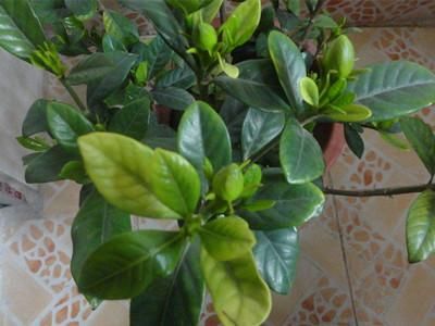 栀子花各种黄叶症状，怎么鉴别呢？