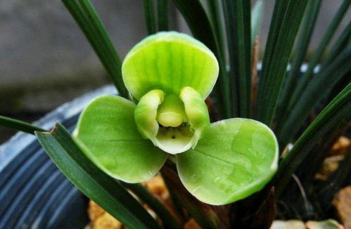 花叶兰月亮花如何繁殖？自然条件下