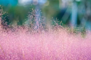 粉黛乱子草：北龙湖湿地公园， 错过了就可惜了