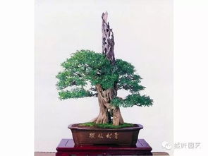 榆树桩下山后如何养护才能成活？