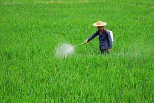 氯化胆碱：植物生长调节剂