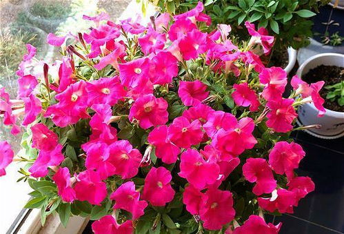 四、 牵牛花——清晨的蓝色梦幻