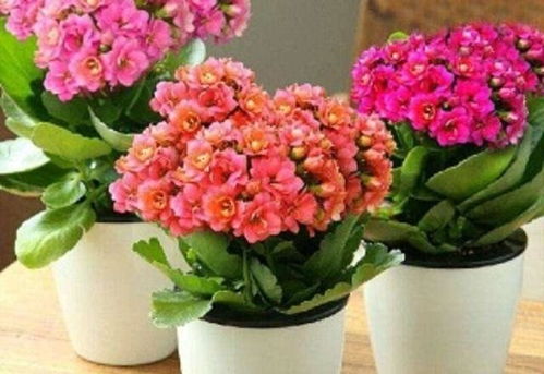 想让长寿花开花久一点？掌握这3个技巧