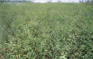 买山杏种子，省钱也要讲究方法！