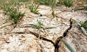 土壤问题：菜苗的“营养底座”出了问题