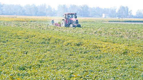 花生幼苗长到40多cm时 要及时控旺