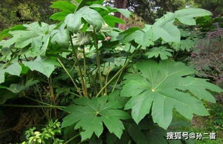 小小葎草功效多！详解葎草的功效与作用及用法