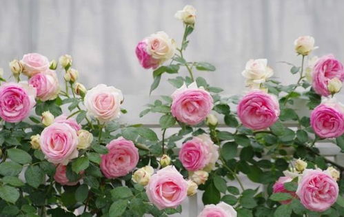 冬天到了藤本月季怎么保护呢？