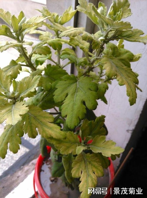 菊花叶子发黄怎么办？如何有效防治菊花黄叶现象