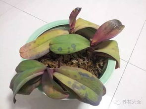 冬季植物总冻伤怎么办？5招省50%养护费避免植物冻伤！