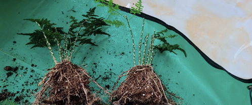 夏日文竹换盆攻略，轻松焕新！