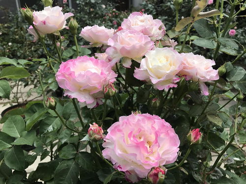 施肥与光照， 让花朵梗加灿烂