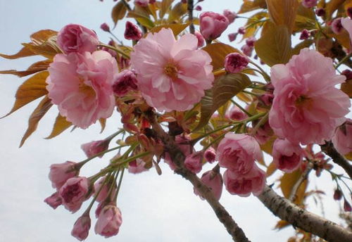 山茶花蕾为何轻易“卸妆”，绽放瞬间即逝