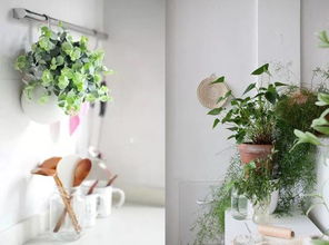 美学追求， 生态传递