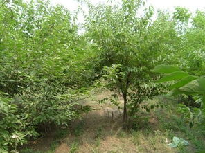 杉树的价格信息