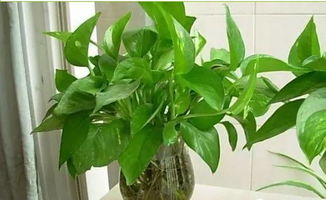 三、 绿萝：生命力旺盛的室内外植物